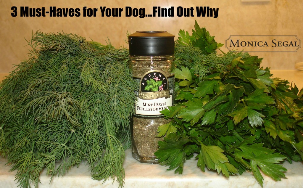 3 Must-Have Herbs For Your Dogs | monicasegal.com