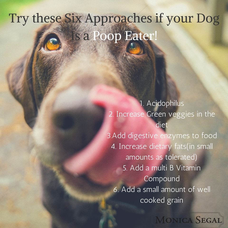 stop dog eating poop products